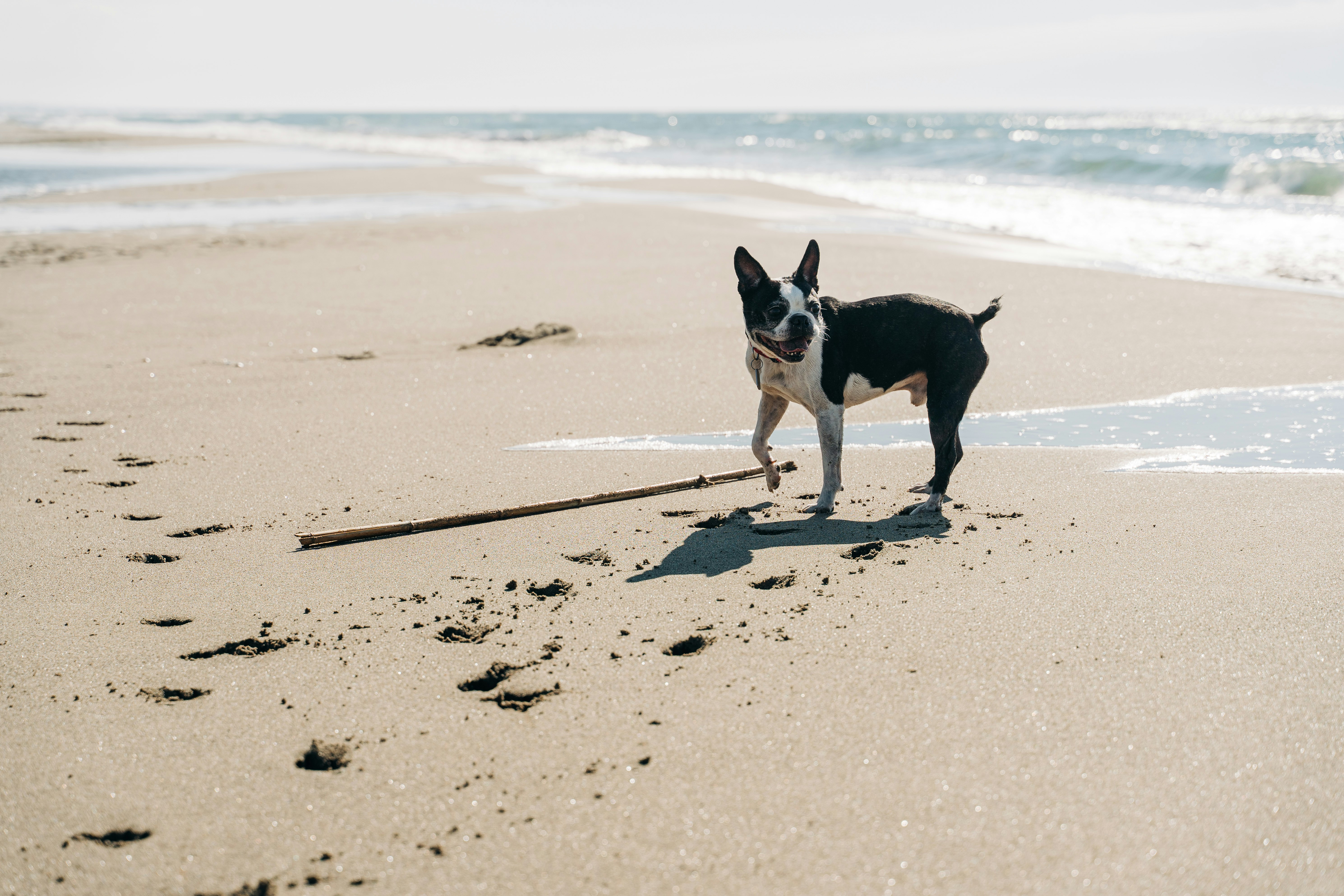 black and white short coated dog on beach during daytime